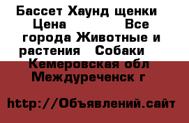 Бассет Хаунд щенки › Цена ­ 20 000 - Все города Животные и растения » Собаки   . Кемеровская обл.,Междуреченск г.